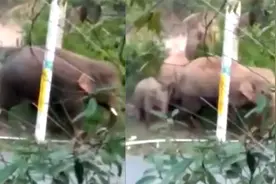 云南村民拍到大象路边觅食画面 迁徙象群即将抵达昆明晋宁区视频封面