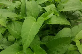 种植空心菜，“地里丢点小东西”，长得旺又嫩又翠绿，多到割不完视频封面