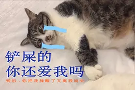 如果眼前有一只翻肚皮睡觉的猫咪，你会怎么做？当然是不揉白不揉