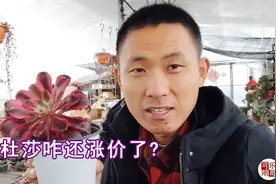 等了快一年的美杜莎法师多肉竟然涨价了！实在忍不住入手二十棵！视频封面