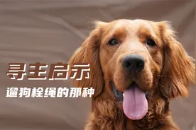 我捡到一只走丢的金毛，并找到了主人，但我提出了一个条件。视频封面