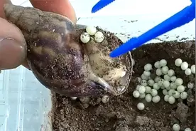 4K  蜗牛产卵了、蜗牛卵孵化第一步、先取出蜗牛卵