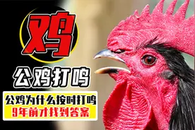 公鸡为什么每天准时打鸣？人类猜错了几千年，直到9年前才被破解视频封面