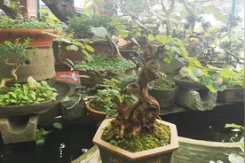 如何栽培羊蹄甲盆景，弄清羊蹄甲习性很重要！