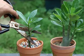 牢记这2技巧，就能让沙漠玫瑰小苗快速长成枝繁叶茂的大老桩视频封面
