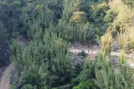 2000箱蜜蜂只隔两米还不会跑窝，学会放箱，保证万无一失！视频封面