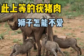 如此上等的疣猪肉，狮子怎能不爱？视频封面