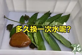 火焰龟日记07：养龟的时候多久换一次水？1天1换还是3天1换？