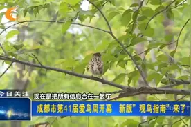 新版“观鸟指南”来了！这些观鸟好去处别错过视频封面