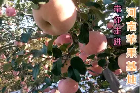 实拍河南灵宝朋友家的苹果，感叹:苹果丰收啦！视频封面