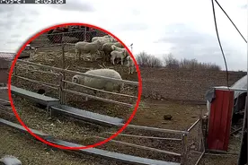 小男孩误入羊圈，监控记录孩子被公羊五次顶翻在地视频封面