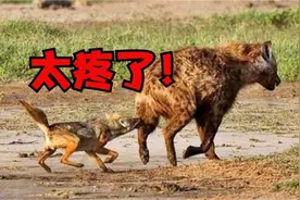 鬣狗惨遭胡狼群活掏，直接开肠破肚残忍生吃，场面惨不忍睹！视频封面