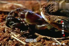 诡异的螲蟷（diedang）蛛的捕猎技巧