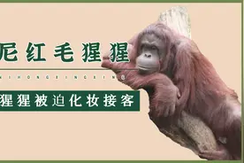 红毛猩猩被囚禁六年，被迫化妆接客，一次只需要两美元视频封面