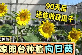 在家阳台种植向日葵，90天后还能收获一大盆瓜子，有空你们也试试视频封面