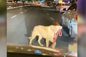自己叼着牵引绳！狗狗疑似走失，车流中焦急寻找主人视频封面