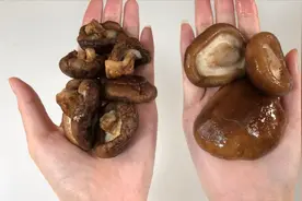 香菇泡发用热水还是凉水？教你正确方法，干净卫生，10分钟搞定