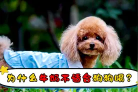 为什么牛奶不适合狗狗喝视频封面