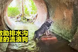 小流浪狗被困在桥下水管里，幸亏好心人及时发现，它才得以解救视频封面