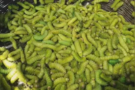 别被青蚕的外表吓到，炸熟了吃，满满的营养，味道也很香