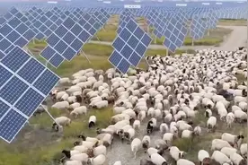 困扰世界各国的难题，中国放一万只羊过去轻松解决，厉害了我的国视频封面