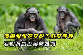 为何倭黑猩猩多夫多妻，把交配当社交手段？它们不怕近亲繁殖吗？视频封面