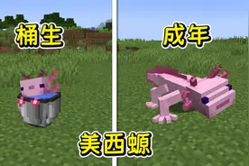 MC的生物被基因改造？美西螈直接在桶里生活！长大还能骑？视频封面