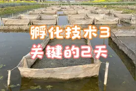 蝌蚪孵化技术3：暴晒、缺氧、低温，入网箱前2天，当心全军覆没视频封面