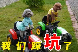 宠物旅游团见过吗？带小狗参加直接踩坑了，但狗子却很开心！视频封面