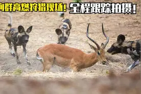 跟踪拍摄，沉浸式欣赏野狗群狩猎现场全过程！后半段超燃！视频封面