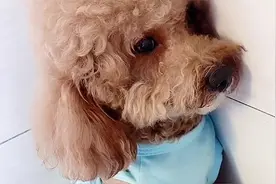 崽胖子走路一瘸一拐的，就跟变了一只狗一样，完全没了往日的神采视频封面