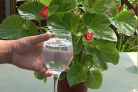 四季海棠容易烂根腐苗，不要慌用好这杯水，养3年都不怕视频封面