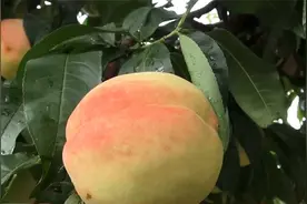 北京平谷惊现“偷桃大盗”，千斤大桃一夜间消失视频封面