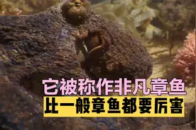 它被称作非凡章鱼，比一般章鱼都要厉害，那它有什么特别之处呢？视频封面
