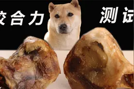 狗的咬合力有多强，钳子剪不断的牛喉骨，轻松咬断视频封面