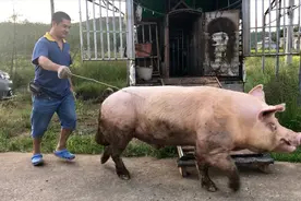 广东梅州一条聪明猪，会听主人使唤干活，真聪明视频封面