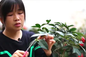 用剪刀往茶花这里剪一刀，轻松养好，花苞全不落视频封面