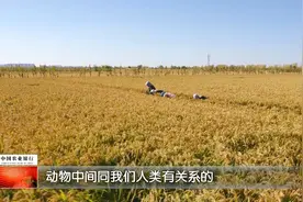 十二生肖中，牛为何排在老鼠后面？视频封面