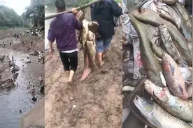 重庆遭遇断崖式降温致鱼儿“翻塘”市民组团到河里捞鱼 场面壮观视频封面