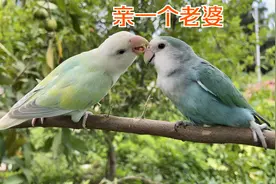 两只小鹦鹉在树上自由的玩闹，看主人在都不好意思了视频封面