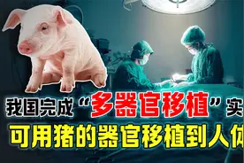 再创奇迹！我国完成“多器官移植”实验，可用猪的器官移植到人体视频封面