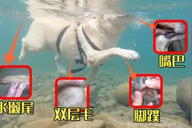 拉布拉多游泳厉害是因为脚蹼吗？3个特殊原因让它蝉联游泳冠军！视频封面