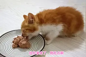 给捡来的小橘猫喂生骨肉熟猫饭，把它撑成了胖蝈蝈，主人担心坏了视频封面