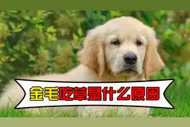 金毛吃草是什么原因？