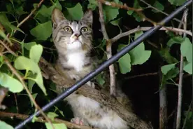 猫咪被困十米高树上，五天未进食未喝水，好心人冒高压电紧急救援视频封面