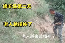独守窑洞的老人后续（二十五）修羊场第二天，老人越来越精神了…视频封面