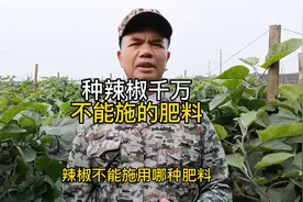 种辣椒千万不能施的肥料视频封面