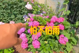 大花绣球开花后，比起下雨更怕的是：阴雨过后的大晴天！视频封面