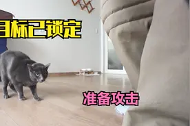 自从看到陌生人，猫咪性情大变疯狂撕咬主人，兽医一招解决视频封面