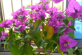 三角梅叶子发黄怎么办？换盆后叶子蔫了怎么办？试试这个方法视频封面